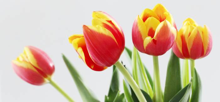 red and yellow tulips