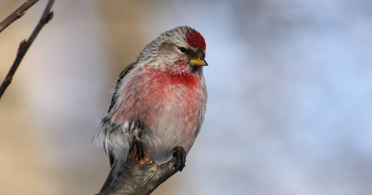 Redpoll on a twig