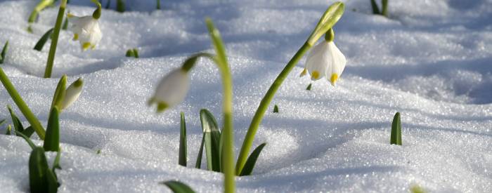 snowdrop flowers in the snow