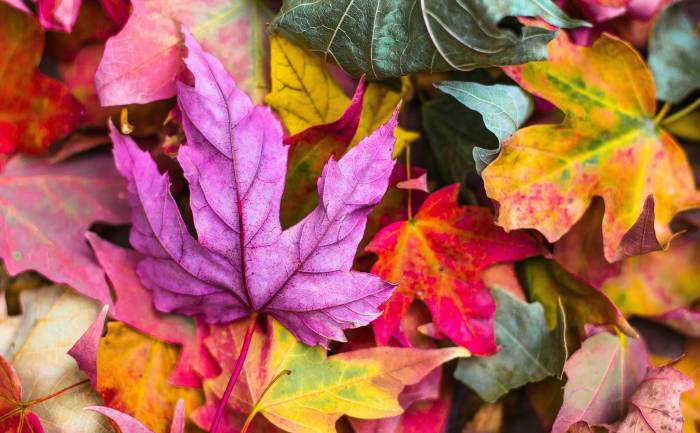 multicoloured autumn leaves